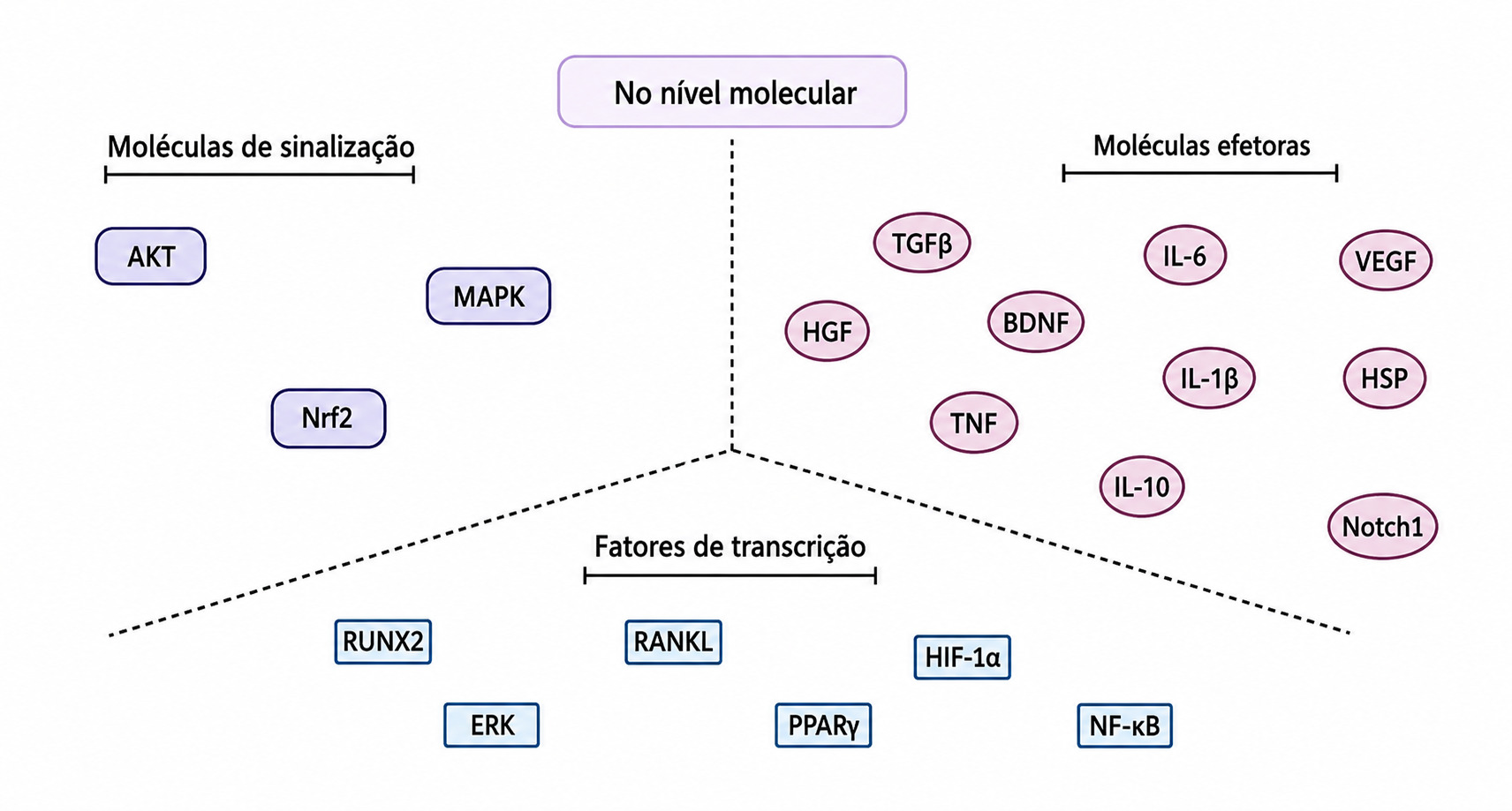Gráfico da fotobiomodulação sistêmica